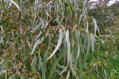 Eucalyptus camaldulensis, photographed by John Cull