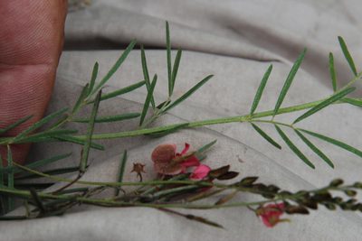 Indigofera punctata, photographed by Tony Rebelo