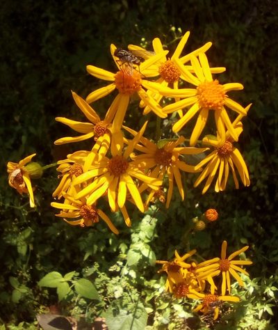 Packera coahuilensis, photographed by Luc Wyn