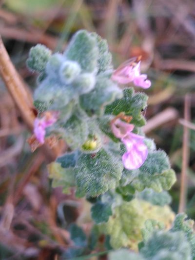 Teucrium scordium, photographed by Yves Bas
