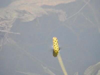 Potamogeton lucens, photographed by Yves Bas