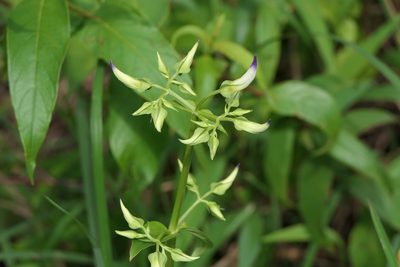 Exacum tetragonum, photographed by Dinesh Valke