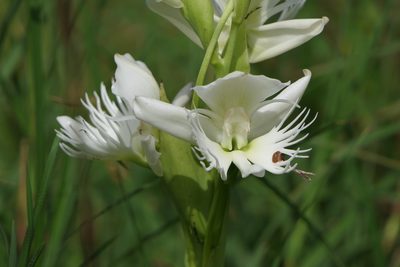Pecteilis gigantea, photographed by Dinesh Valke
