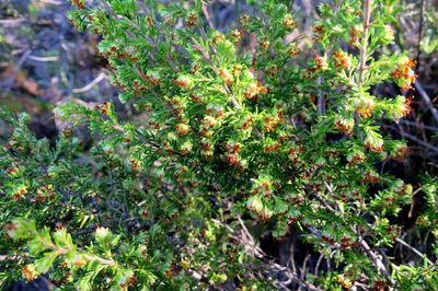 Erica glumiflora, photographed by Di Turner