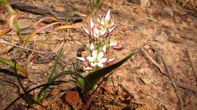 Wurmbea variabilis, photographed by Paul Emms