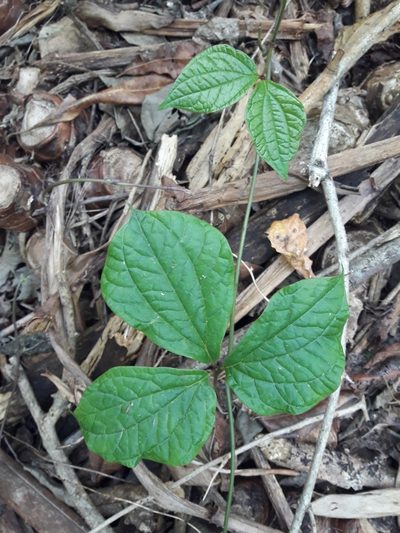 Dioscorea dregeana, photographed by Ferncliffe forest wilding