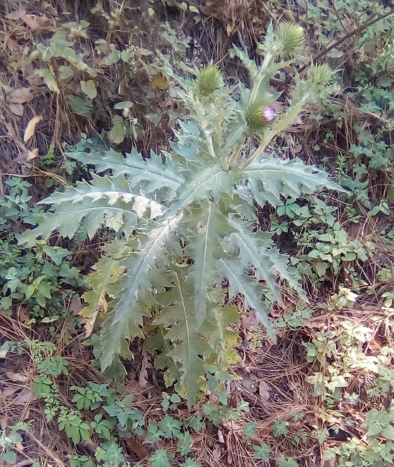 Cirsium acrolepis, photographed by Luc Wyn