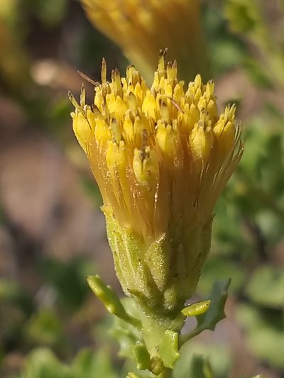 Pegolettia baccharidifolia, photographed by kevin koen