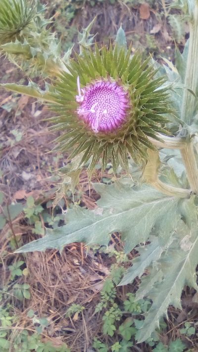 Cirsium acrolepis, photographed by Luc Wyn