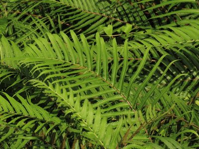 Christella acuminata, photographed by chiuluan