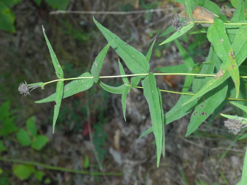 Helianthus divaricatus, photographed by Michael J. Papay