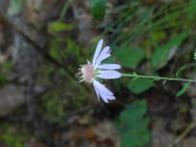 Symphyotrichum retroflexum, photographed by Michael J. Papay