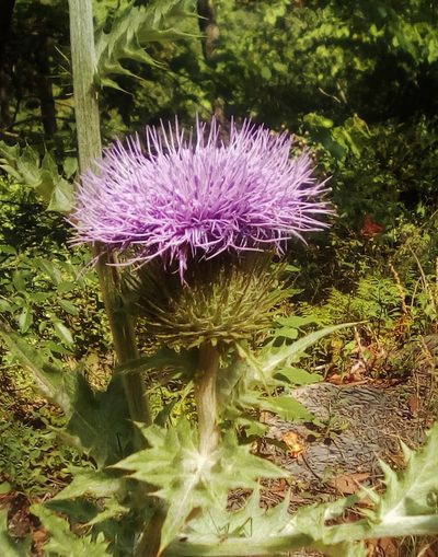 Cirsium acrolepis, photographed by Luc Wyn