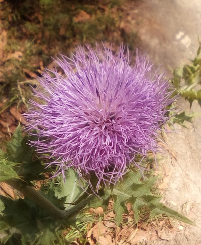 Cirsium acrolepis, photographed by Luc Wyn