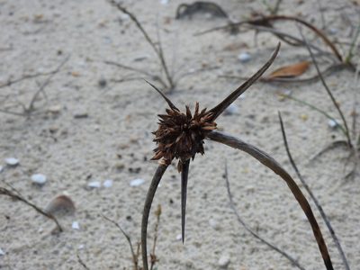Cyperus capitatus, photographed by Duarte Frade