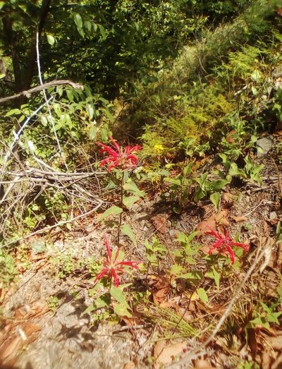 Monarda pringlei, photographed by Luc Wyn