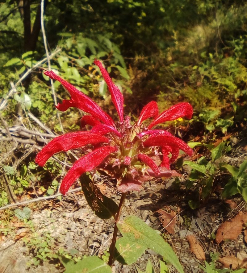 Monarda pringlei, photographed by Luc Wyn