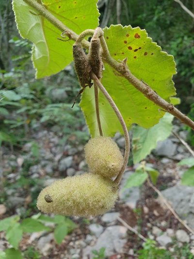 Helicteres jamaicensis, photographed by Yolanda M. Leon