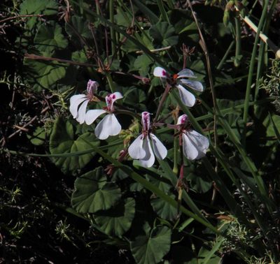 Pelargonium dichondrifolium, photographed by Tony Rebelo