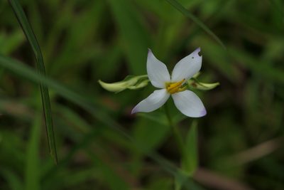Exacum tetragonum, photographed by Dinesh Valke