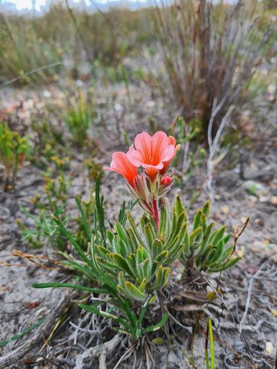 Lobostemon lucidus, photographed by Rebecca Dames