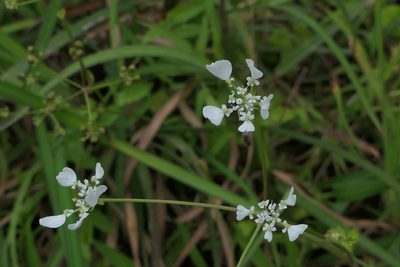 Pinda concanensis, photographed by Dinesh Valke