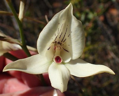 Disa schlechteriana, photographed by Nicola van Berkel