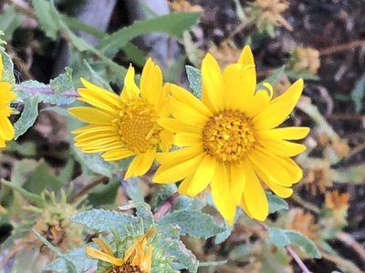 Grindelia squarrosa, photographed by tzeducation