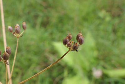 Pinda concanensis, photographed by Dinesh Valke