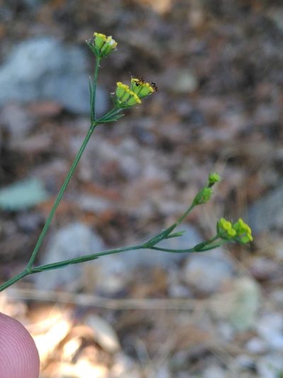 Bupleurum praealtum, photographed by Yves Bas