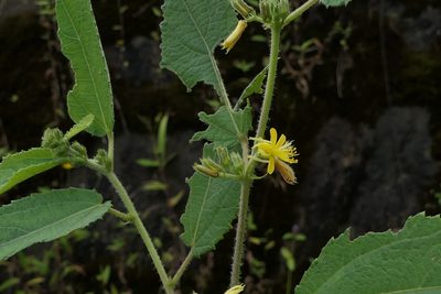Triumfetta pilosa, photographed by Dinesh Valke
