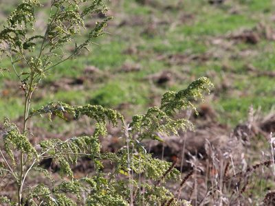 Atriplex sagittata, photographed by Константин Селивёрстов
