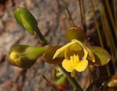 Eulophia platypetala, photographed by Nicola van Berkel