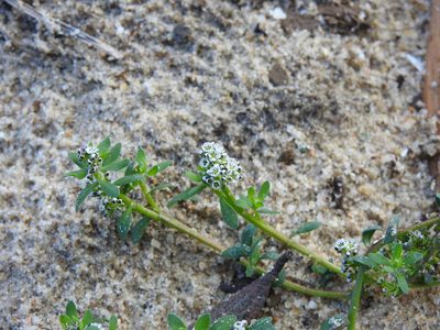 Corrigiola litoralis, photographed by Duarte Frade