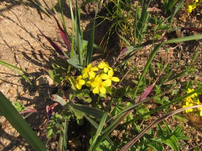 Sebaea exacoides, photographed by James Rodger