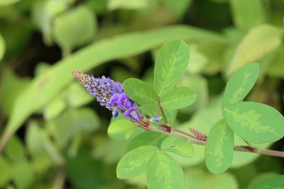 Grona heterocarpos, photographed by Dinesh Valke