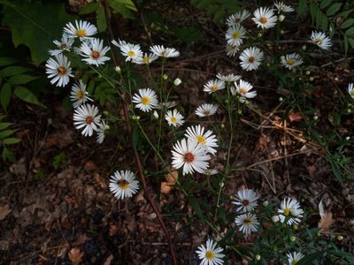 Symphyotrichum lanceolatum, photographed by Michal Honskus