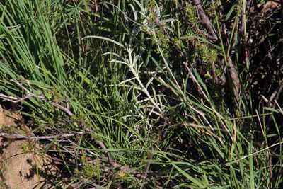Stachys linearis, photographed by Tony Rebelo