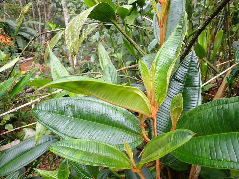 Miconia adinantha, photographed by Skjold Søndergaard