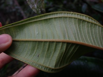 Miconia adinantha, photographed by Skjold Søndergaard