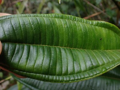 Miconia adinantha, photographed by Skjold Søndergaard