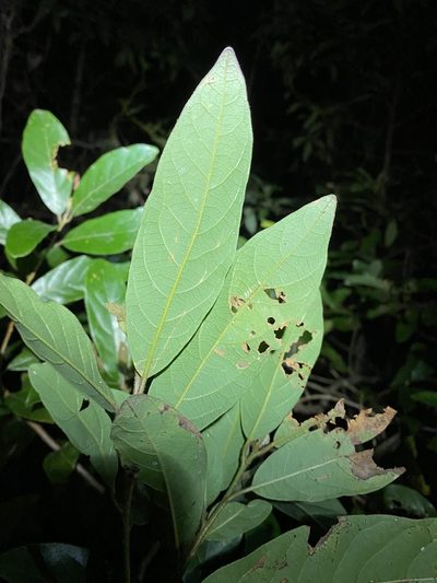 Litsea australis, photographed by Greg Tasney