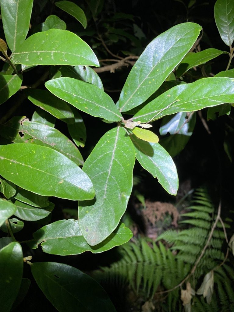 Litsea australis, photographed by Greg Tasney