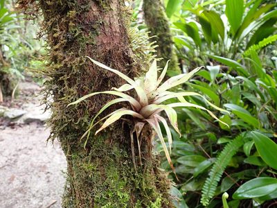 Tillandsia biflora, photographed by Skjold Søndergaard