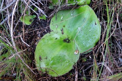 Satyrium princeps, photographed by Di Turner