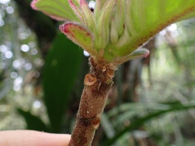 Columnea machupicchuensis, photographed by Skjold Søndergaard