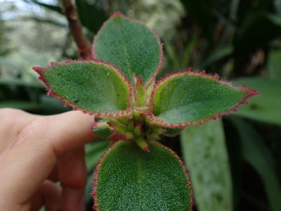 Columnea machupicchuensis, photographed by Skjold Søndergaard
