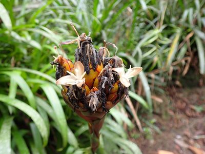 Guzmania inkaterrae, photographed by Skjold Søndergaard