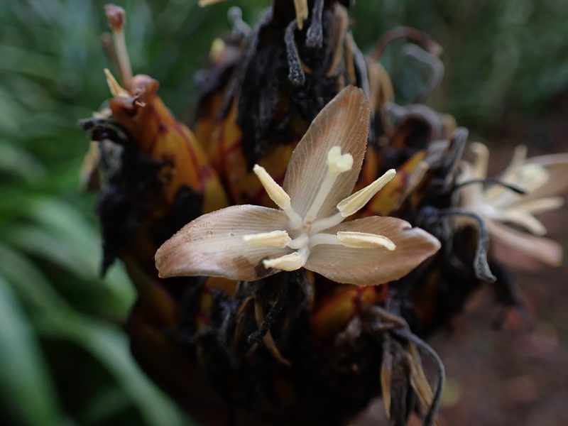 Guzmania inkaterrae, photographed by Skjold Søndergaard