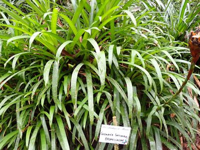 Guzmania inkaterrae, photographed by Skjold Søndergaard
